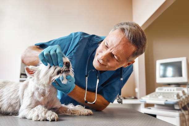 Best Emergency Root Canal Treatment in West Peoria, IL